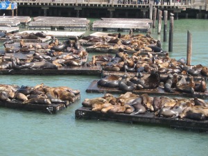 Sea lions at Fisherman's Wharf