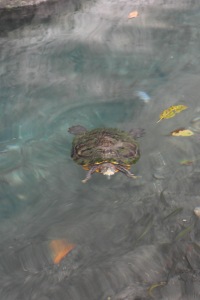 Turtles everywhere :)